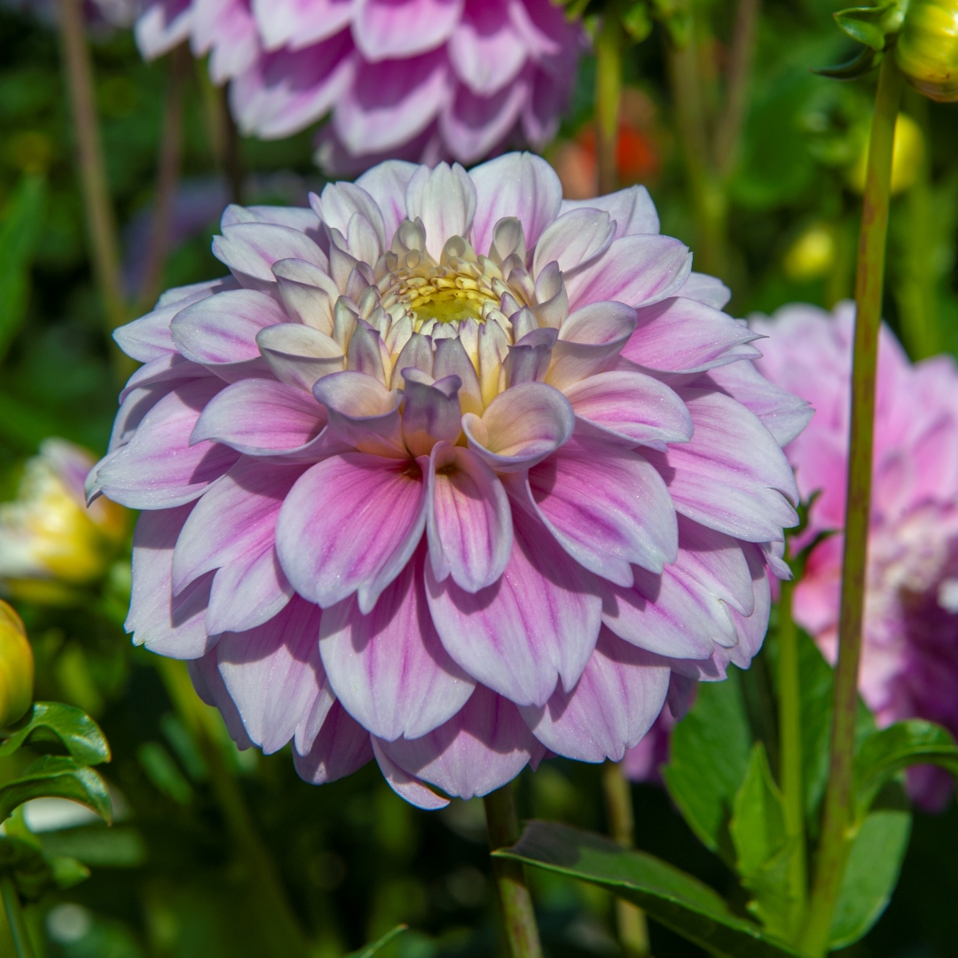 Dekorativdahlia 'Sweet Love'