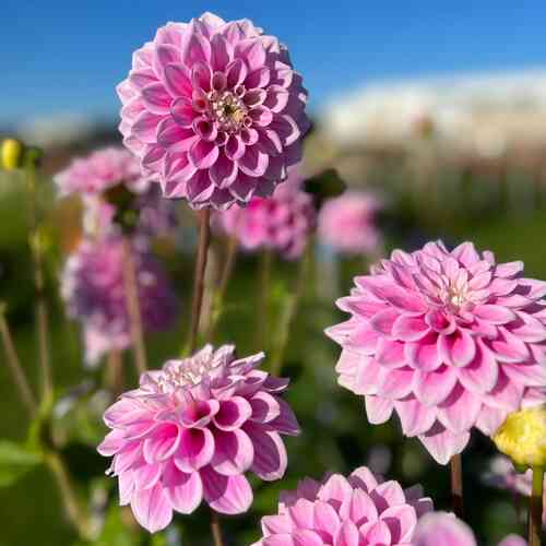 Koristedaalia 'Sweet Love'
