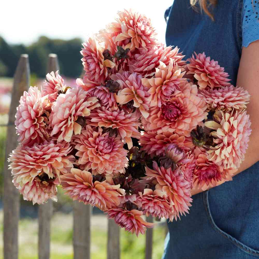 Dekorativdahlia 'Sweet Sanne'