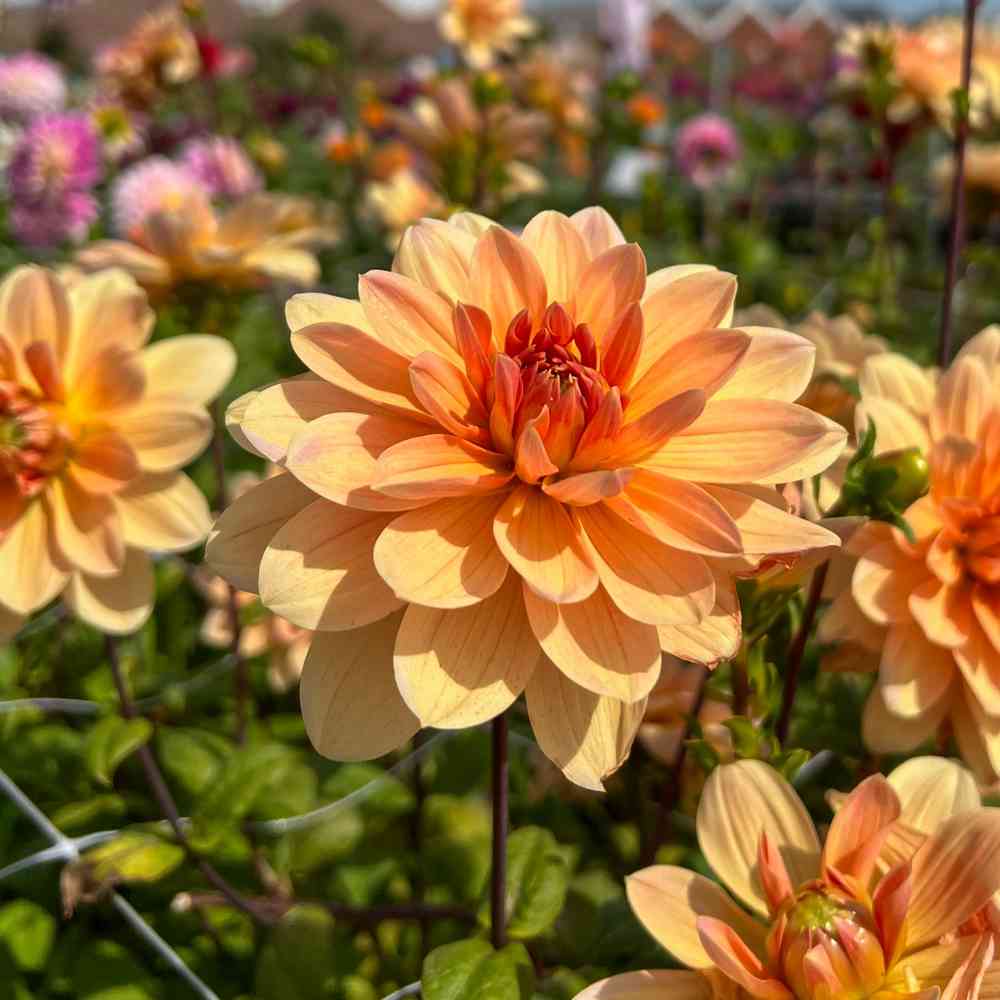 Näckrosdahlia 'Apricot Desire'