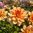 Lummedaalia 'Apricot Desire'