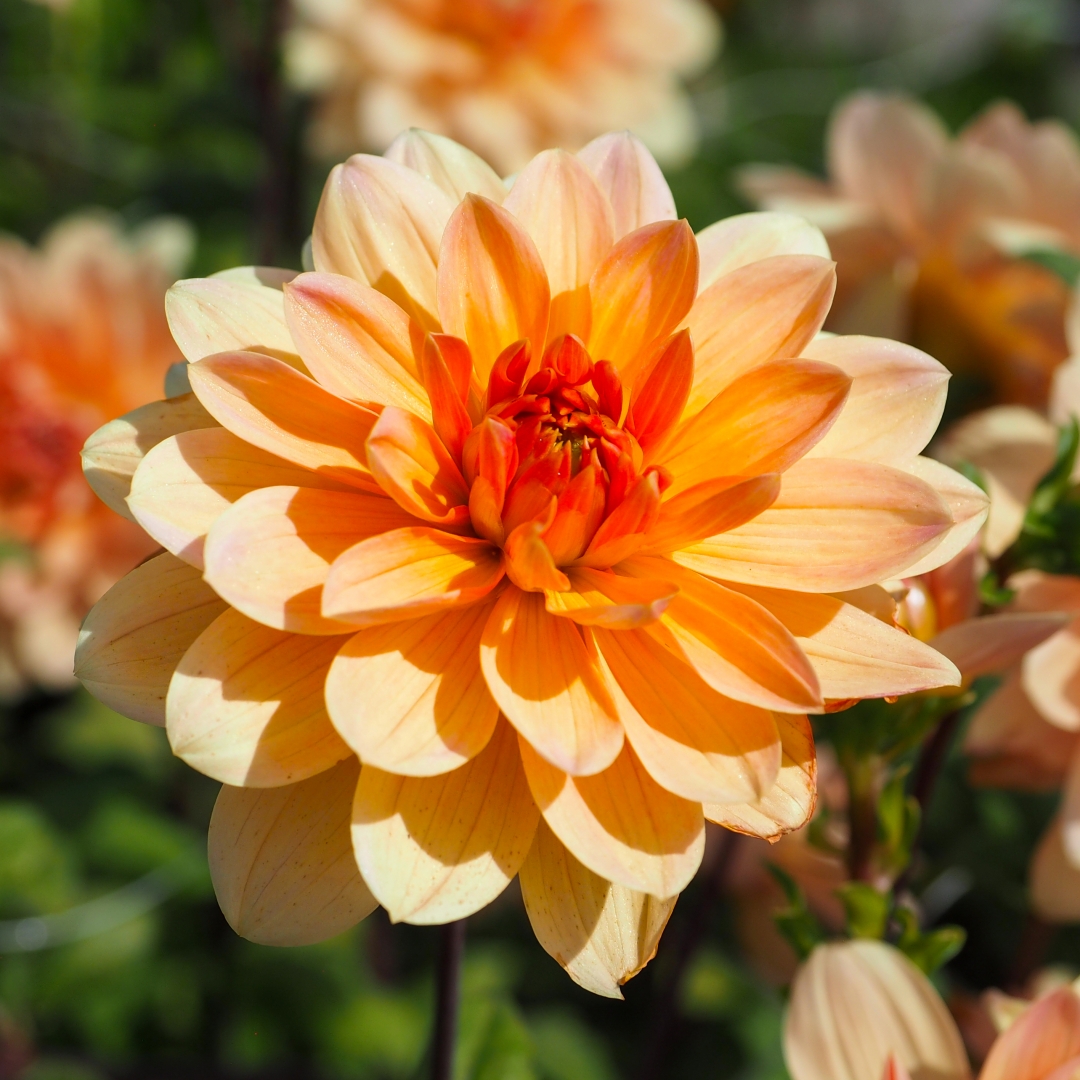 Näckrosdahlia 'Apricot Desire'