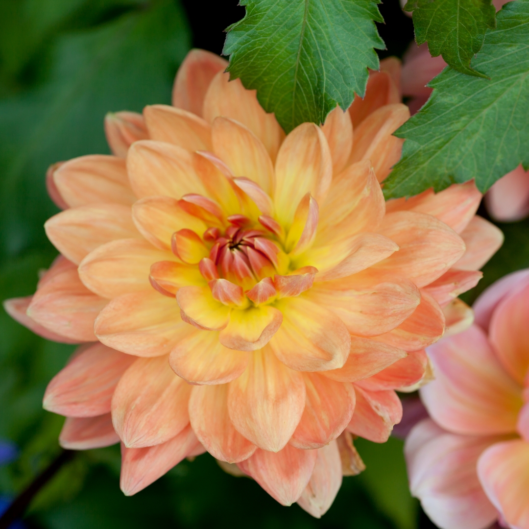 Näckrosdahlia 'Apricot Desire'