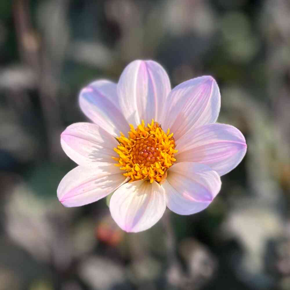 Dahlia HS 'Princess'