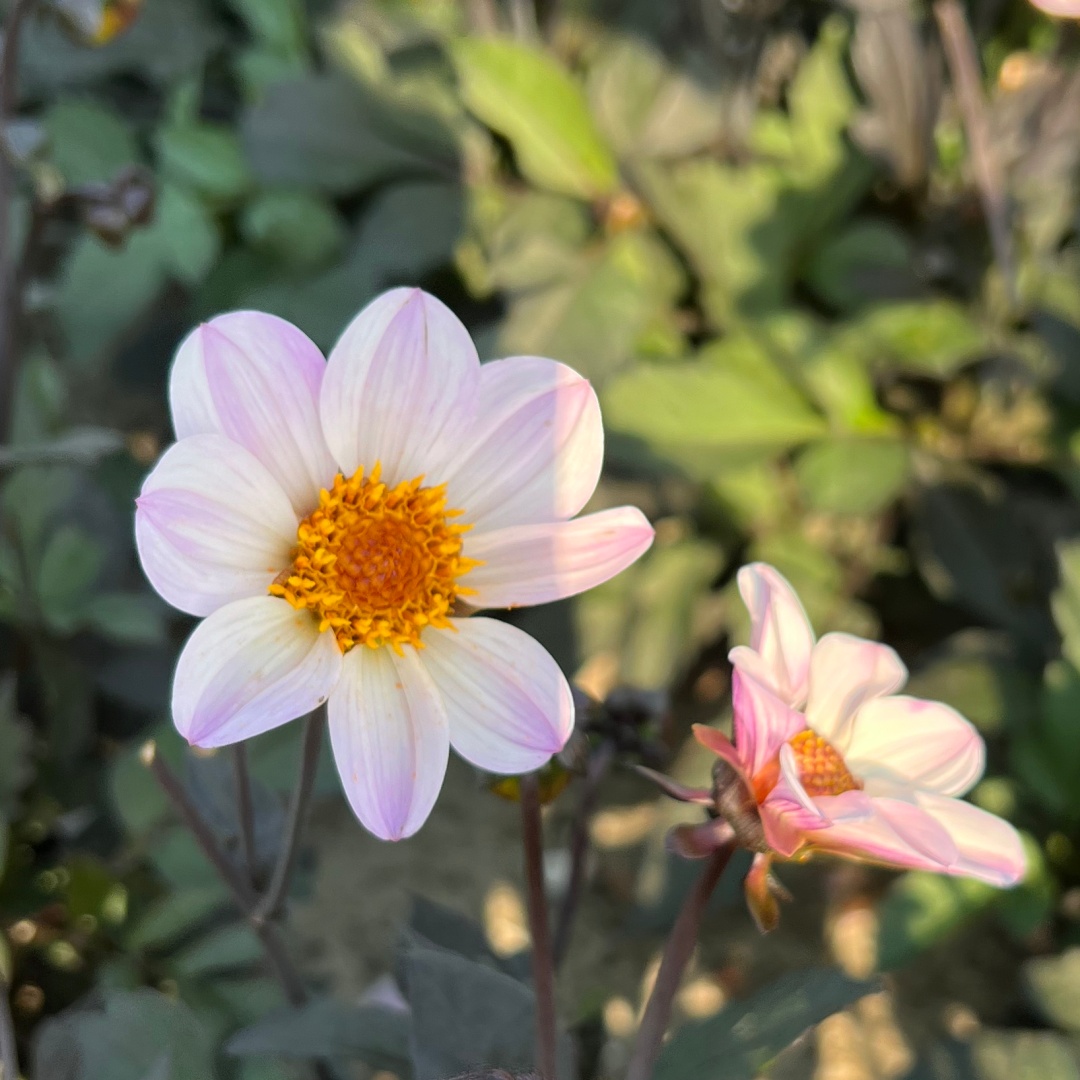 Dahlia HS 'Princess'