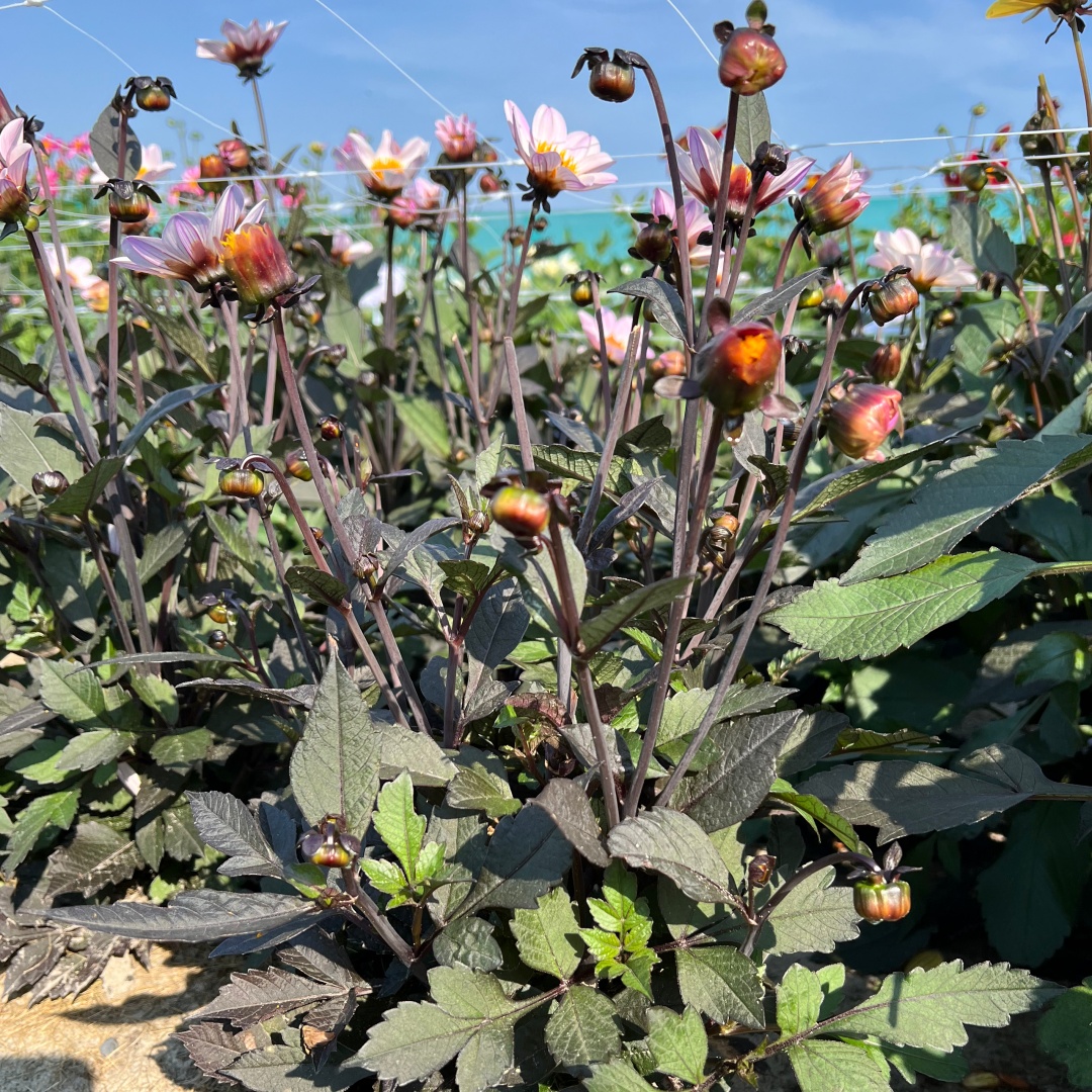 Dahlia HS 'Princess'