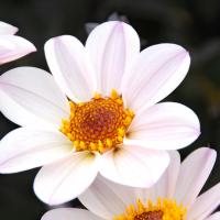 Dahlia HS 'Princess'