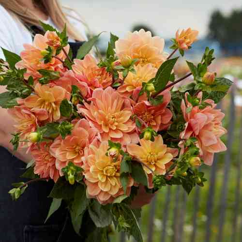 Näckrosdahlia 'Mister Frans'
