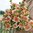 Lummedaalia 'Orange Perception'