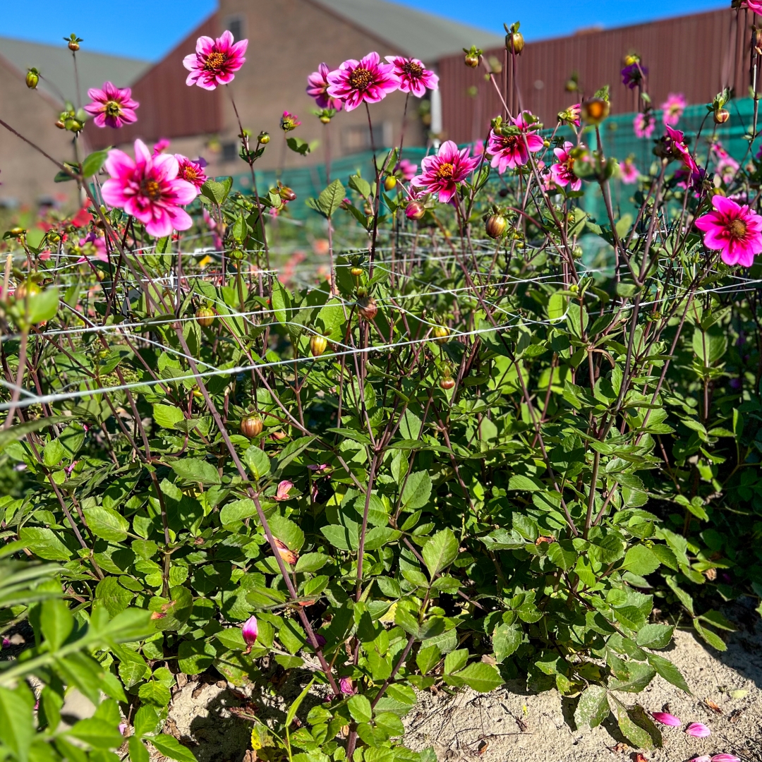 Halskråsdahlia 'Skyfall'
