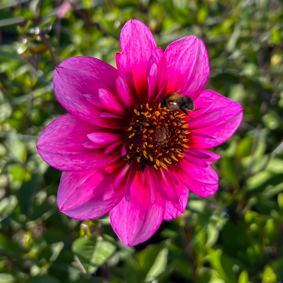 Halskråsdahlia 'Skyfall'