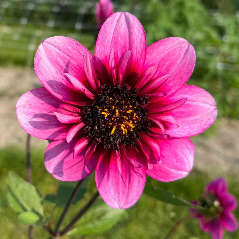 Halskråsdahlia 'Skyfall'