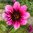 Halskråsdahlia 'Skyfall'