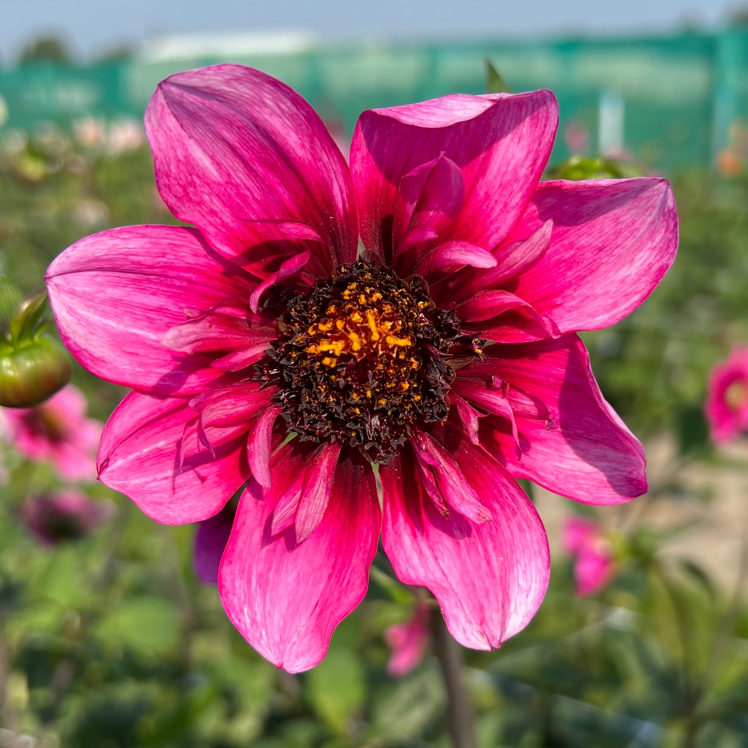 Halskråsdahlia 'Skyfall'