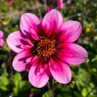 Halskråsdahlia 'Skyfall'
