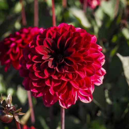 Dekorativdahlia 'Ziva'