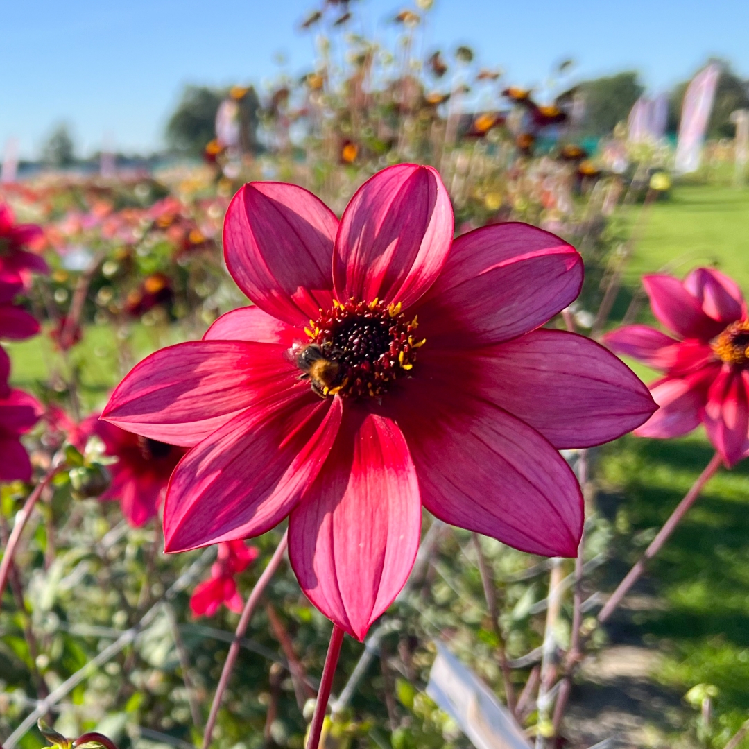 Dahlia 'Lou Farman'