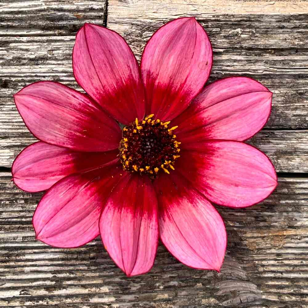 Dahlia 'Lou Farman'