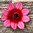Dahlia 'Lou Farman'