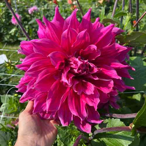Koristedaalia 'Emory Paul'
