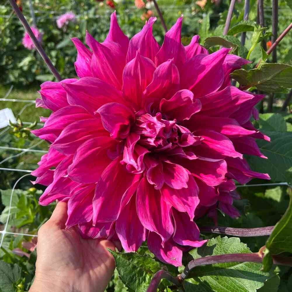 Dekorativdahlia 'Emory Paul'