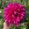 Dekorativdahlia 'Emory Paul'