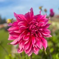 Dekorativdahlia 'Emory Paul'
