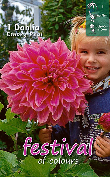 Dekorativdahlia 'Emory Paul'