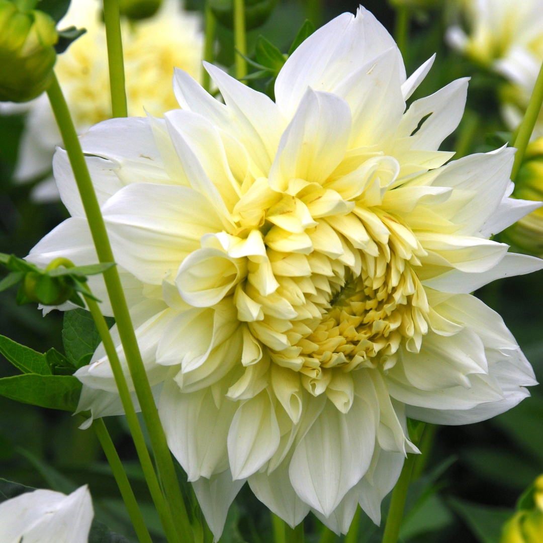 Dekorativdahlia 'White Perfection'