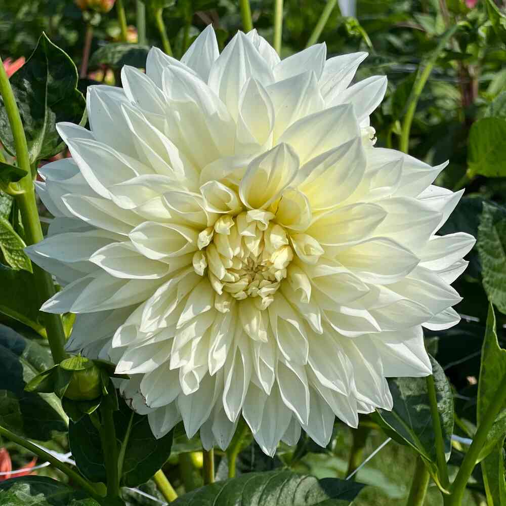 Dekorativdahlia 'White Perfection'