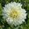 Koristedaalia 'White Perfection'