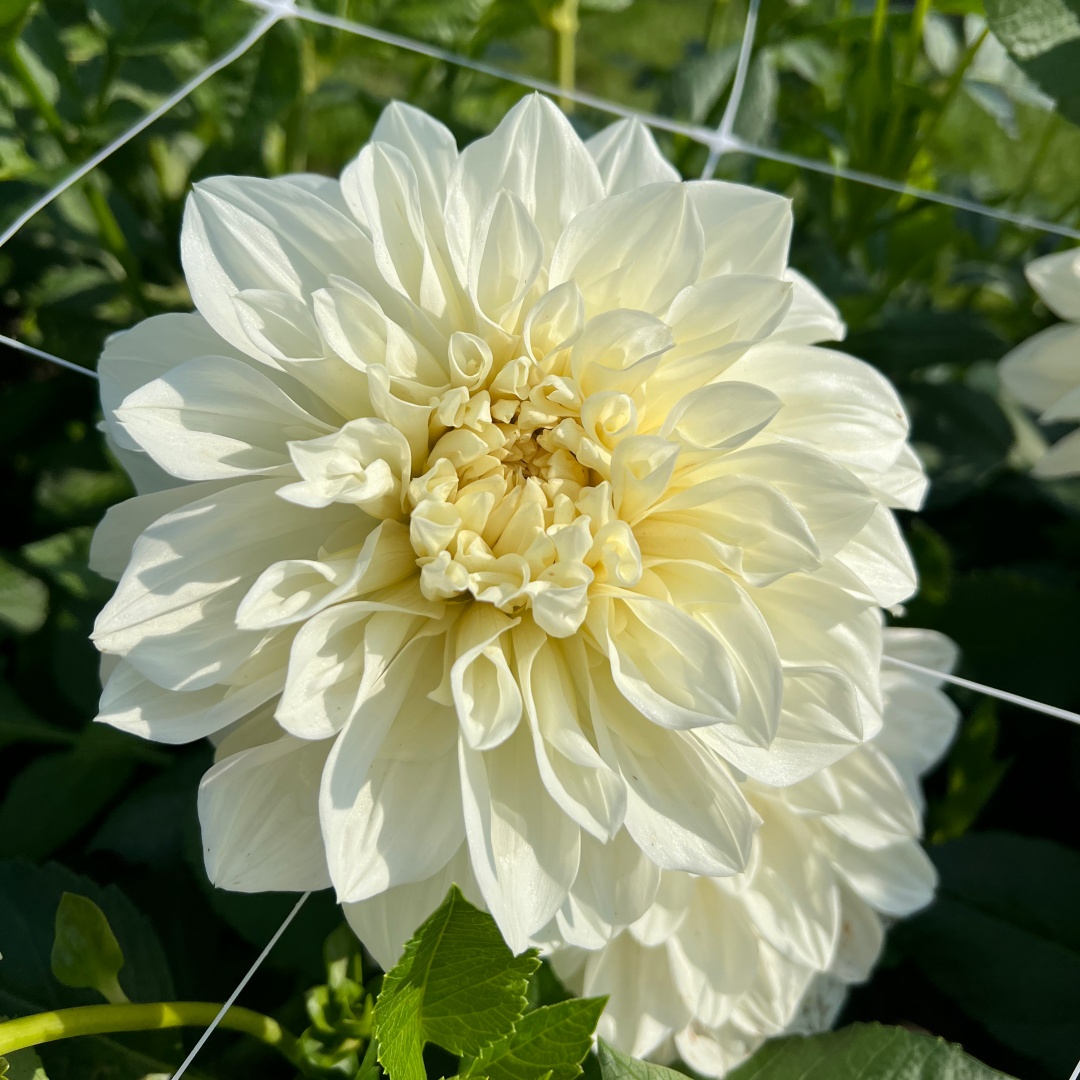 Dekorativdahlia 'White Perfection'