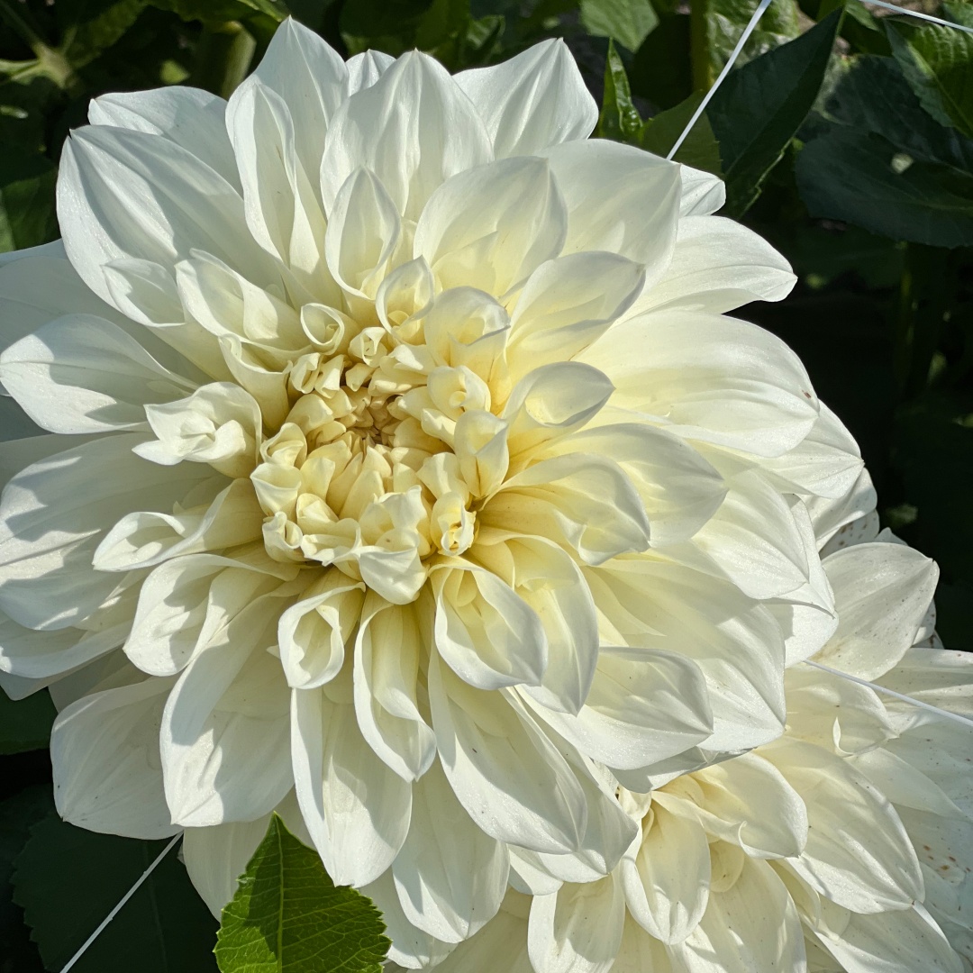 Dekorativdahlia 'White Perfection'