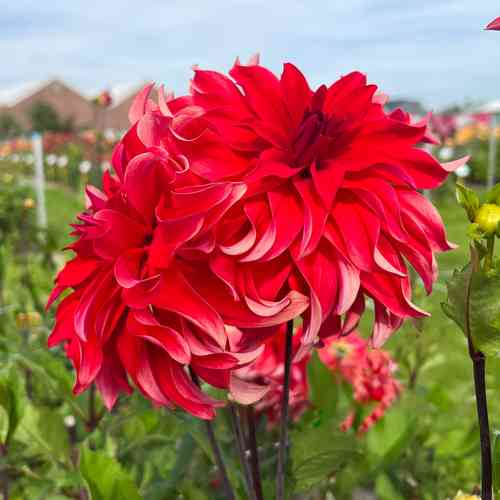 Dekorativdahlia 'Red Labyrinth'