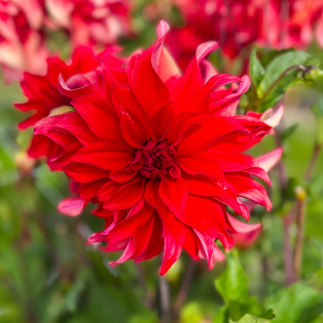 Dekorativdahlia 'Red Labyrinth'