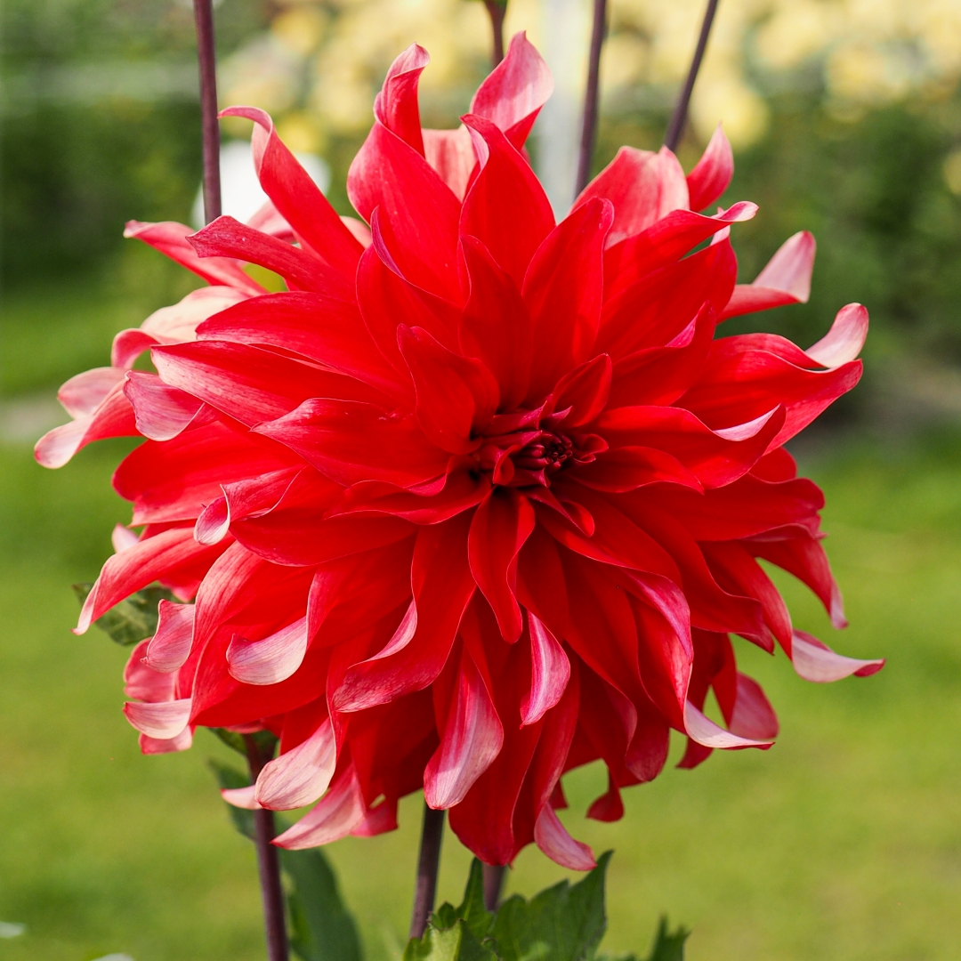 Dekorativdahlia 'Red Labyrinth'