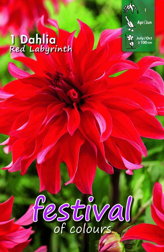 Dekorativdahlia 'Red Labyrinth'