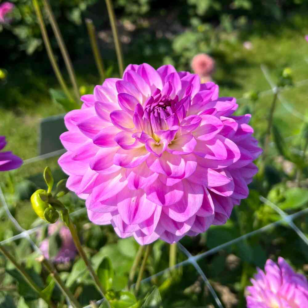 Dekorativdahlia 'Mediterranée'