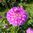 Dekorativdahlia 'Mediterranée'