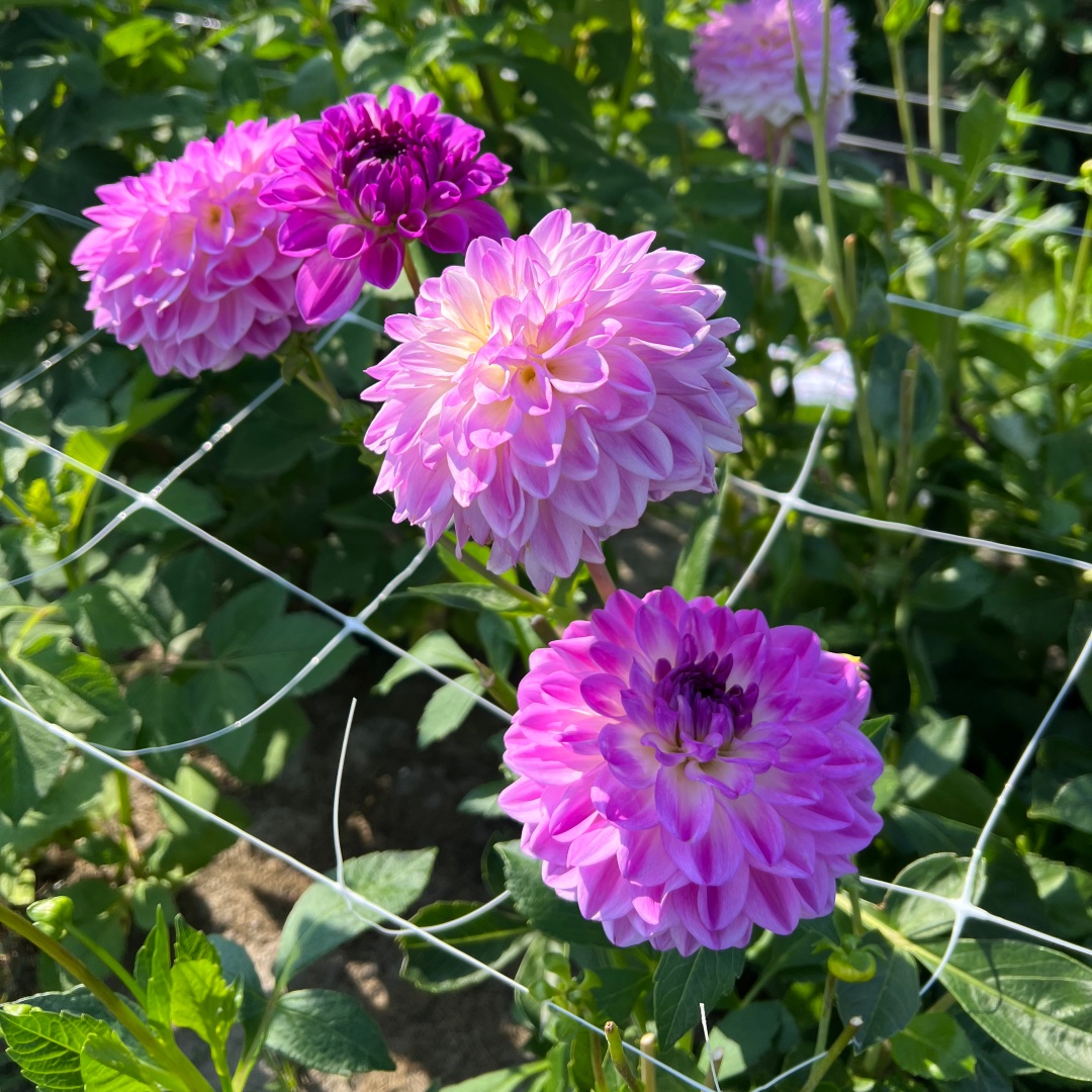 Dekorativdahlia 'Mediterranée'