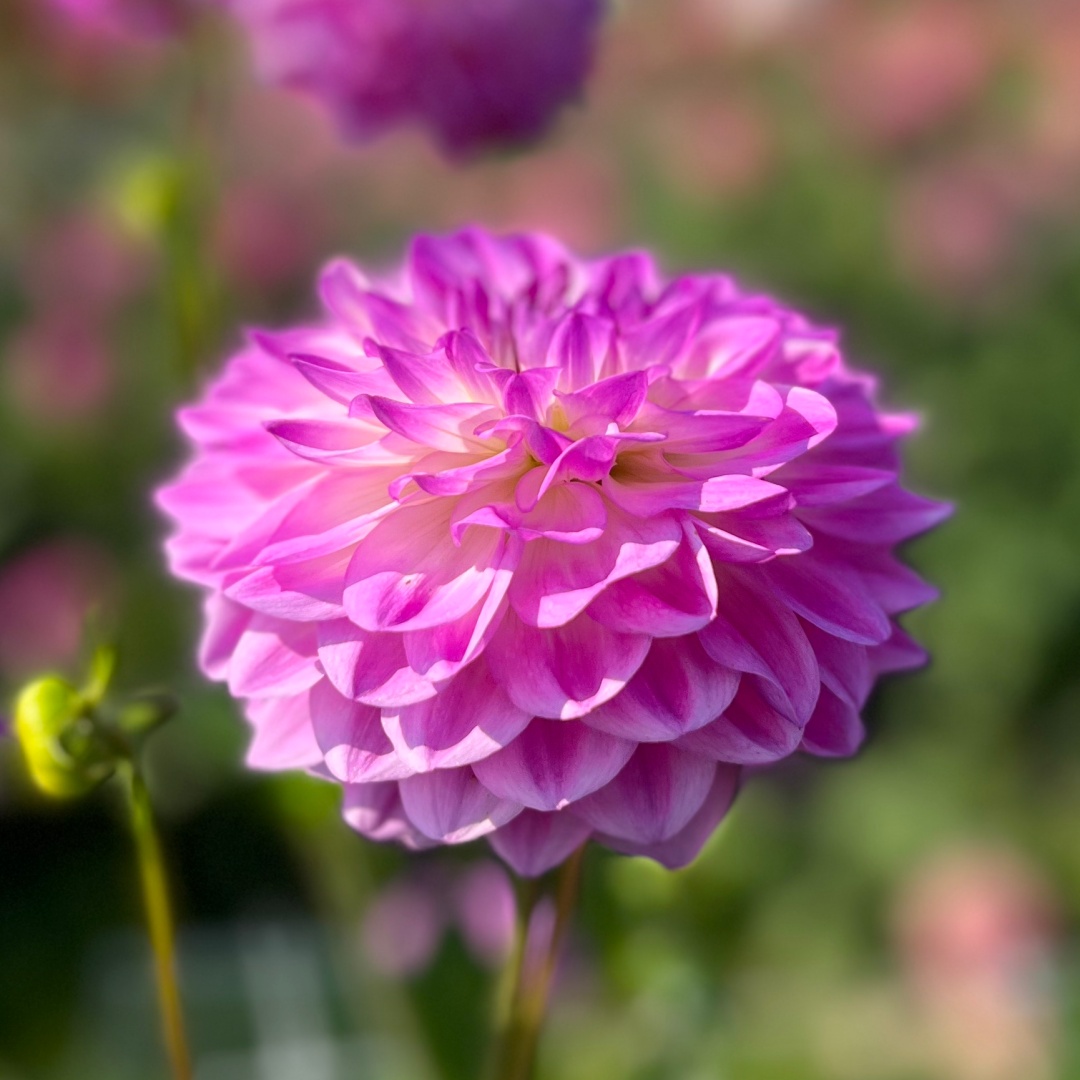 Dekorativdahlia 'Mediterranée'