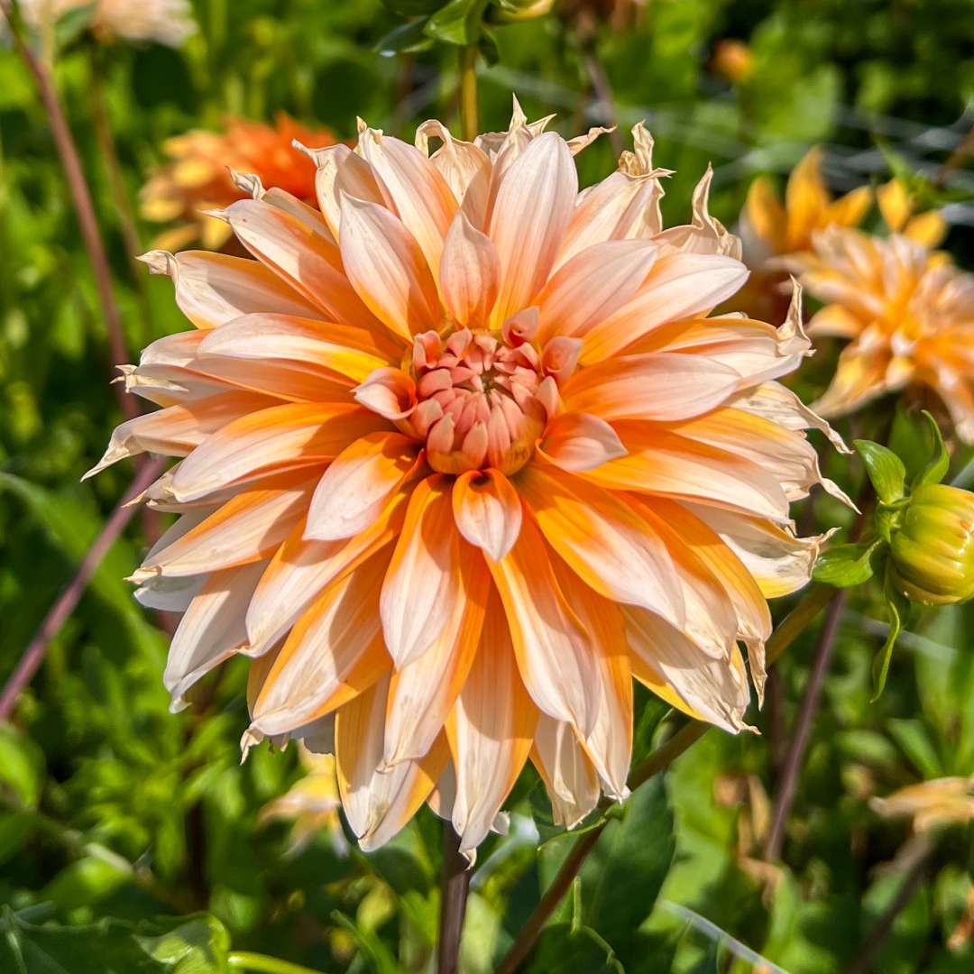 Dekorativdahlia 'Orange & Snow'