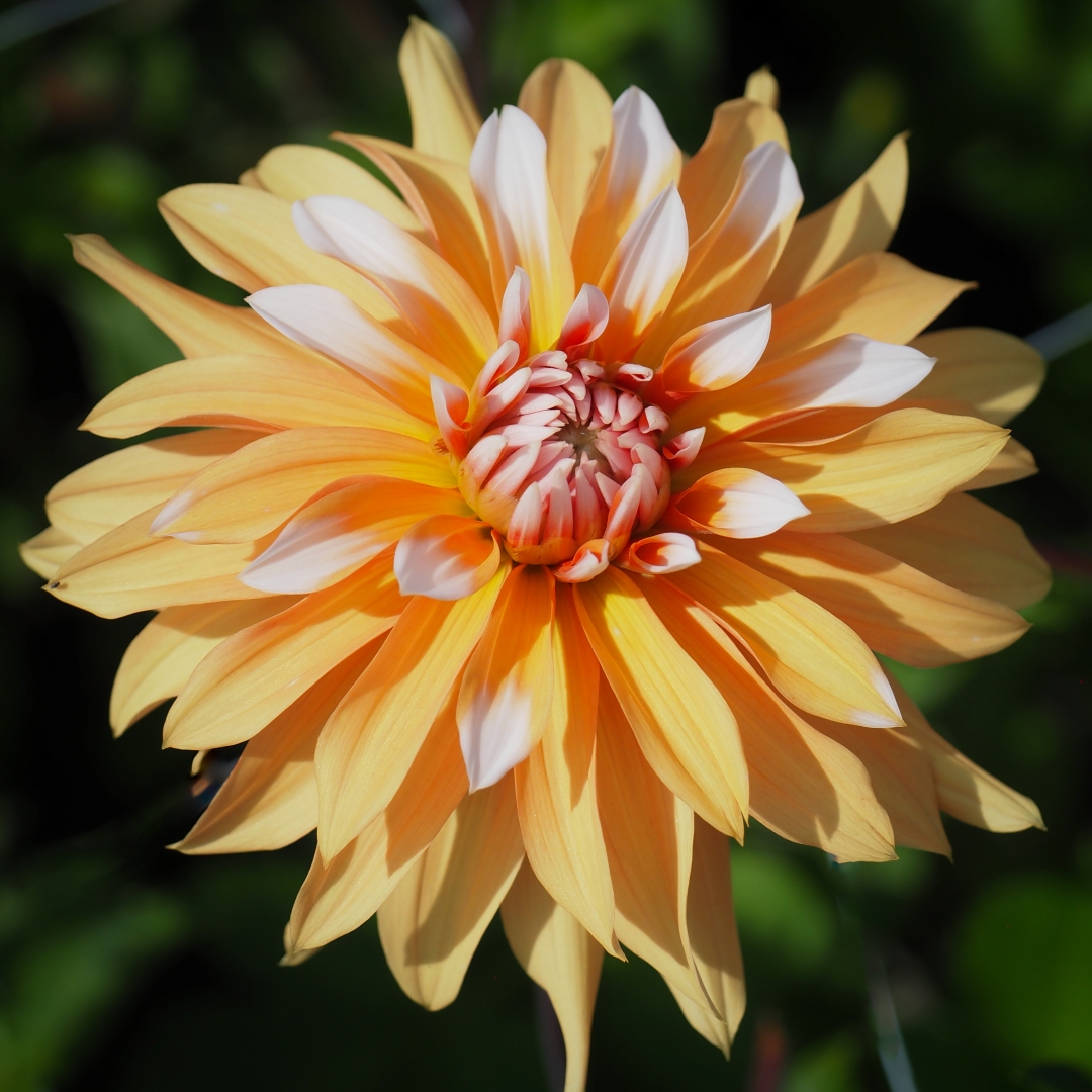 Dekorativdahlia 'Orange & Snow'