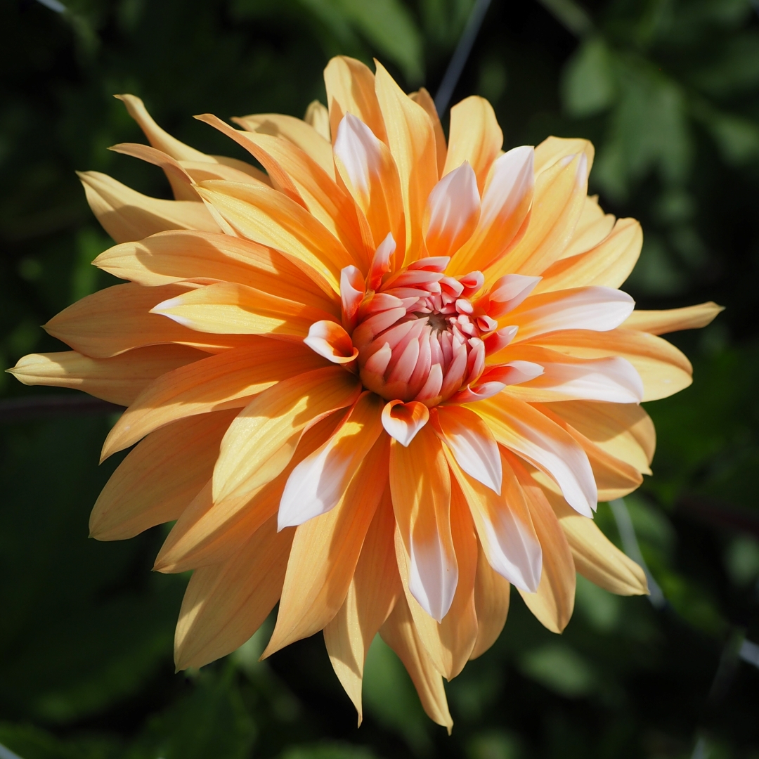 Dekorativdahlia 'Orange & Snow'