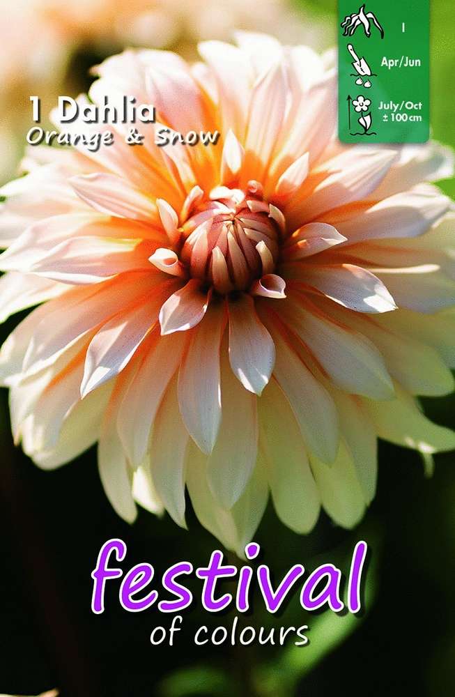 Dekorativdahlia 'Orange & Snow'