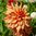 Koristedaalia 'French Cancan'