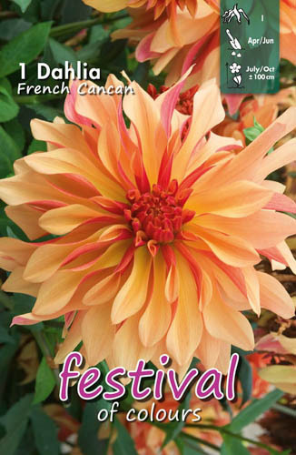 Dekorativdahlia 'French Cancan'