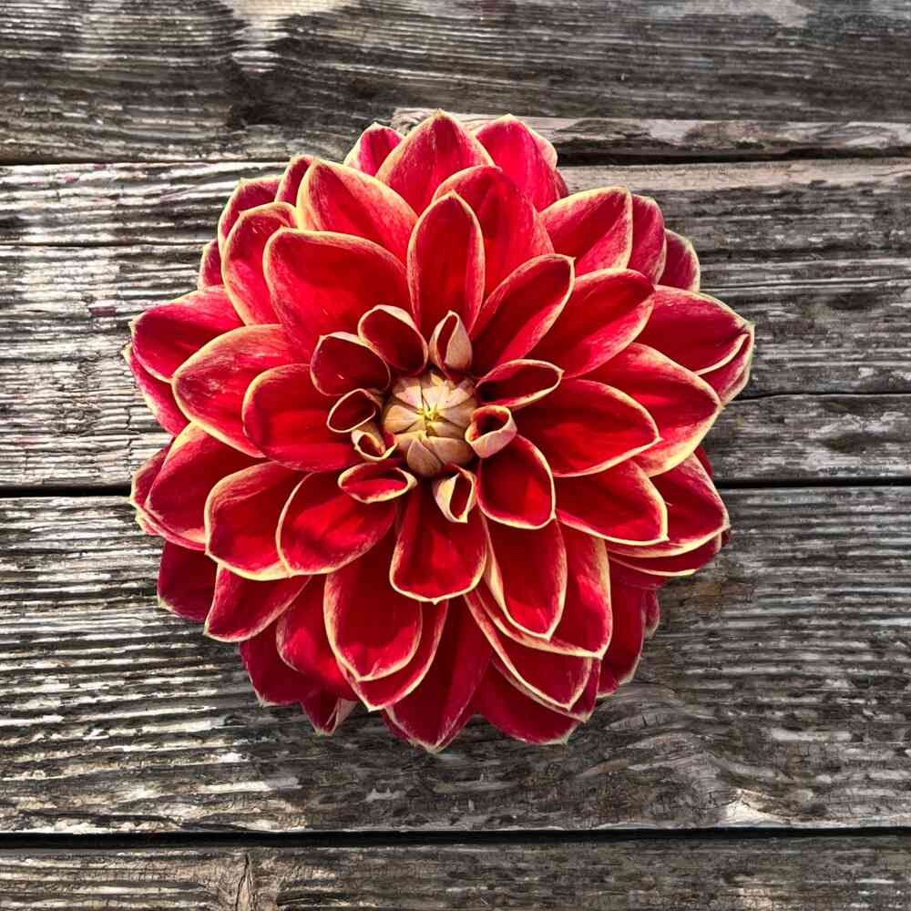 Dekorativdahlia 'Maxime'