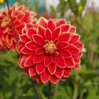Dekorativdahlia 'Maxime'