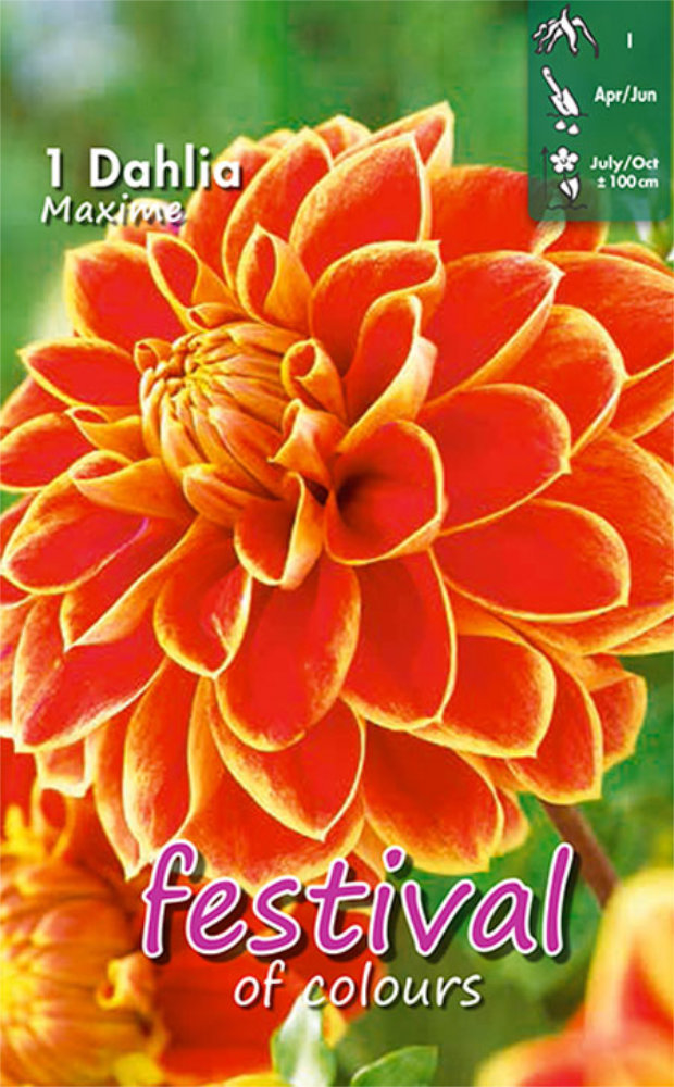 Dekorativdahlia 'Maxime'